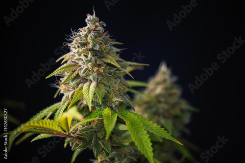 Cannabis cola (Thousand Oaks marijuana strain) with visible hairs and leaves on late flowering stage photo