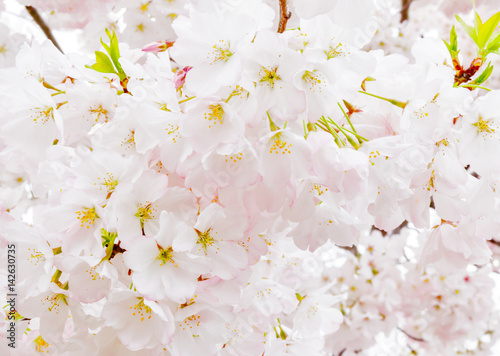 View of Springtime Cherry Blossoms
