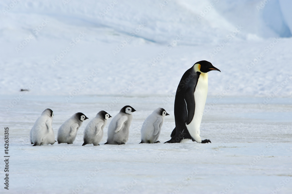 Naklejka premium Pingwiny cesarskie z pisklętami