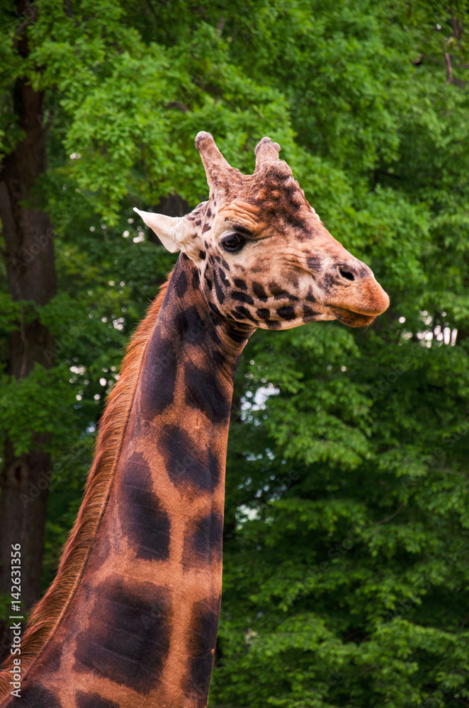 Obraz premium Giraffe