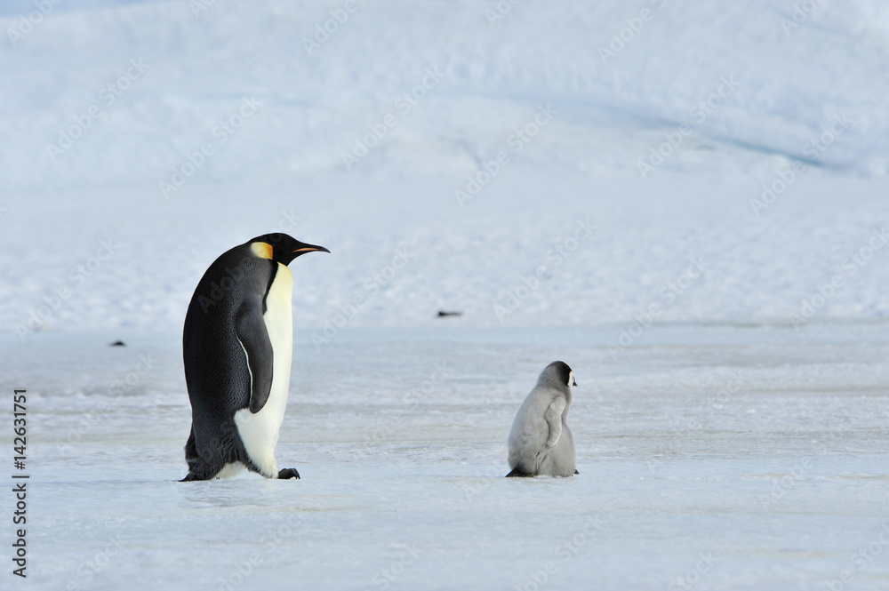Obraz premium Emperor Penguins with chick