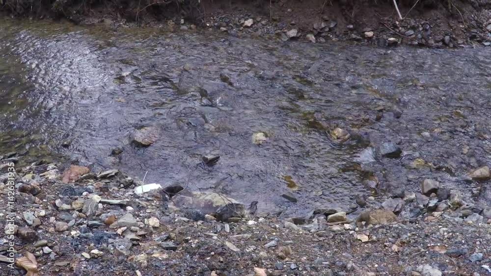 Slow motion rocky mountain stream flowing movement closeup in the forest. Slider dolly used. 