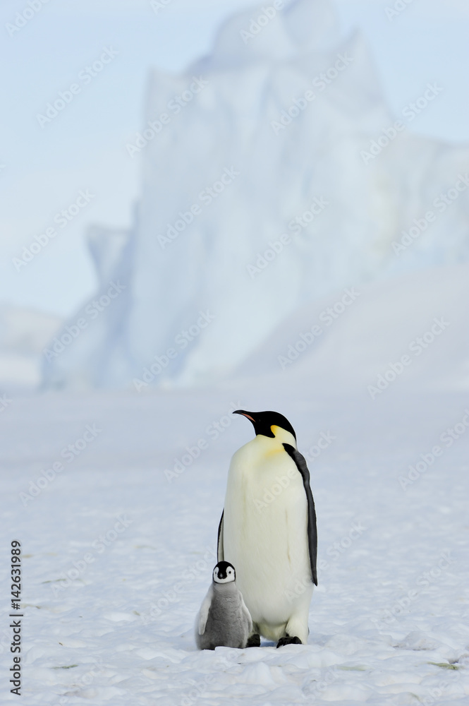 Obraz premium Emperor Penguins with chick