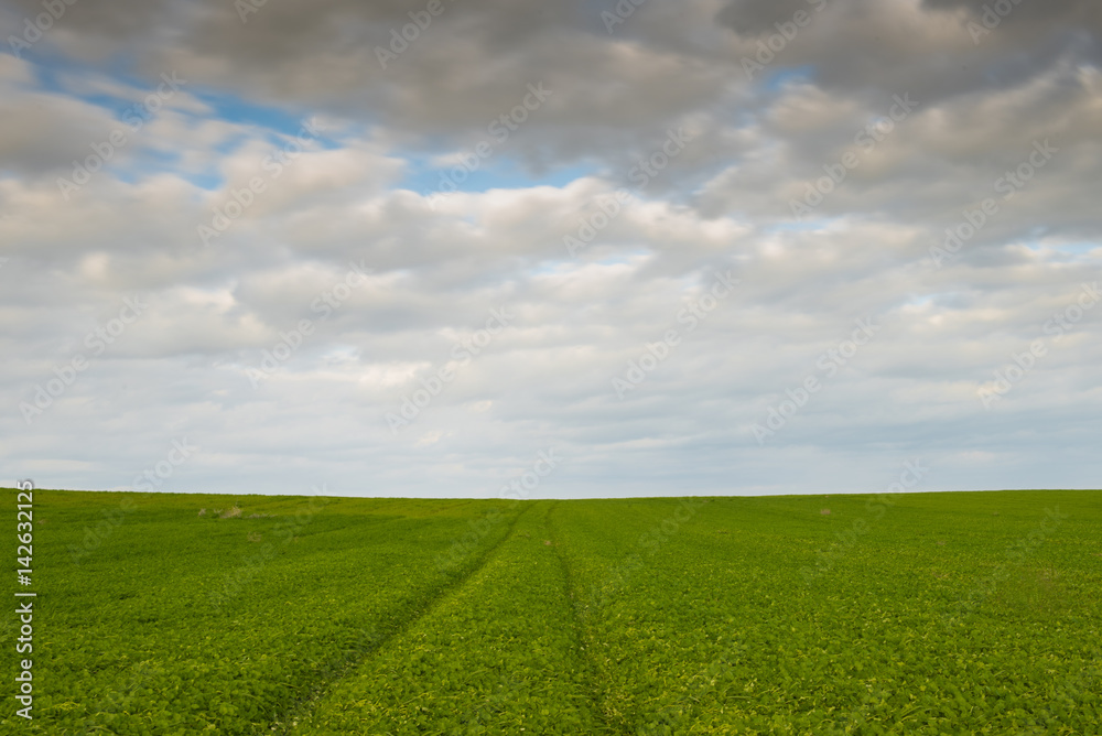 Green field and cloudy sky
