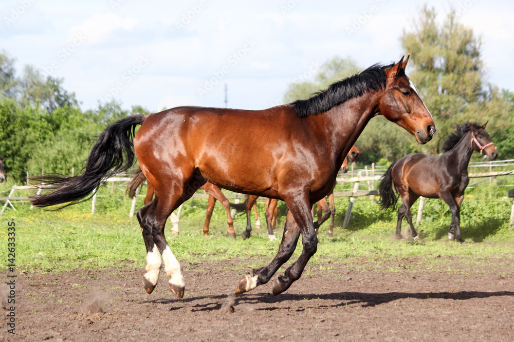Brown horse running home in the summer day Brown horse running home in the summer day
