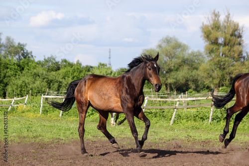 Brown horse running home in the summer day © virgonira