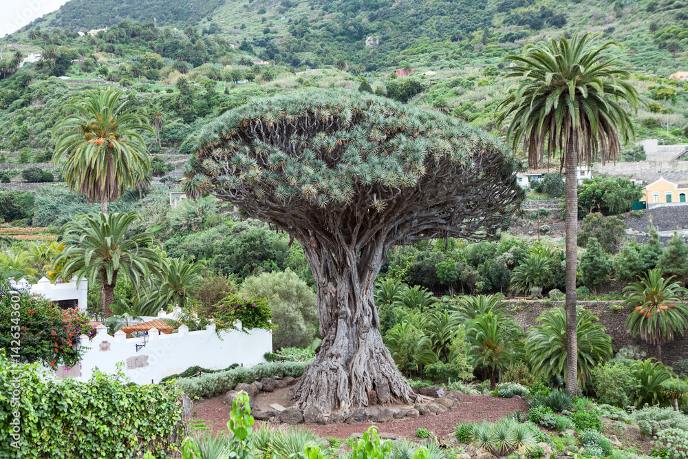 The Dragon tree. Dracaena draco tree is a natural symbol of the island Tenerife. Icon De Los Vinos, Canary, Spain