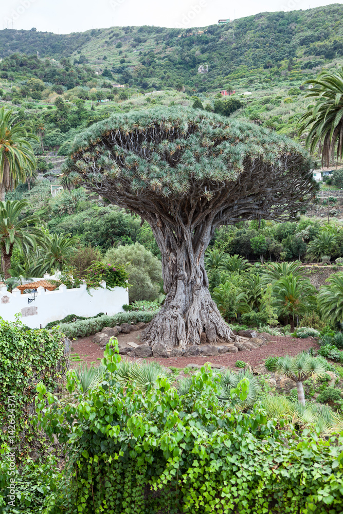 Fototapeta premium The Dragon tree. Dracaena draco tree is a natural symbol of the island Tenerife. Icon De Los Vinos town, Canary, Spain