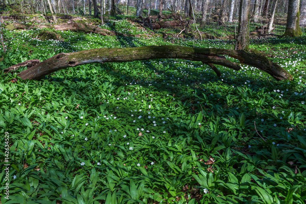 Waldherre im Frühlingswald Waldherre im Frühlingswald
