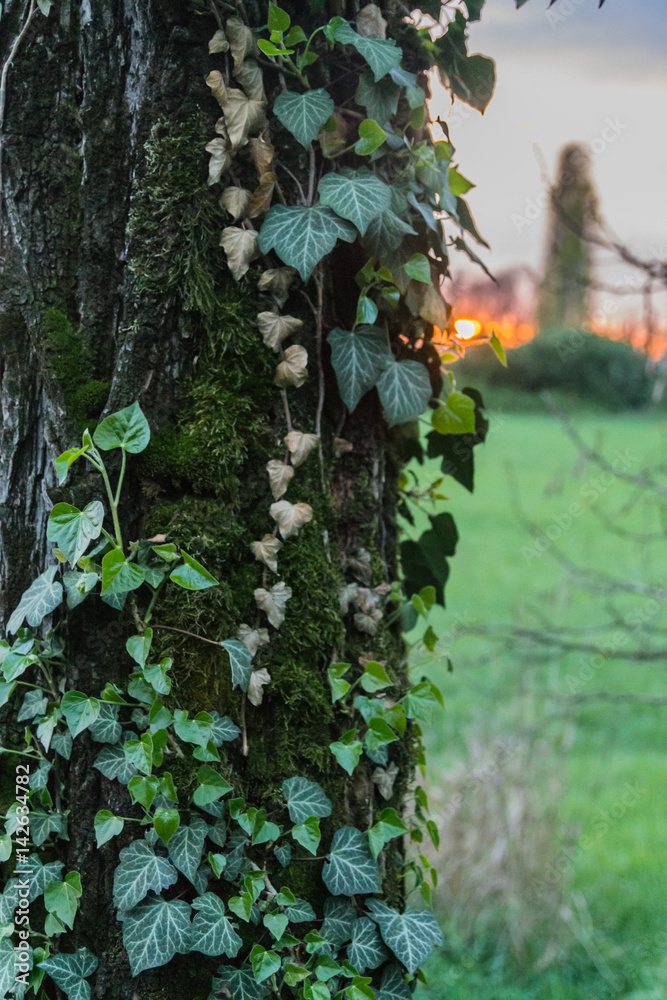 Obraz premium edera al tramonto