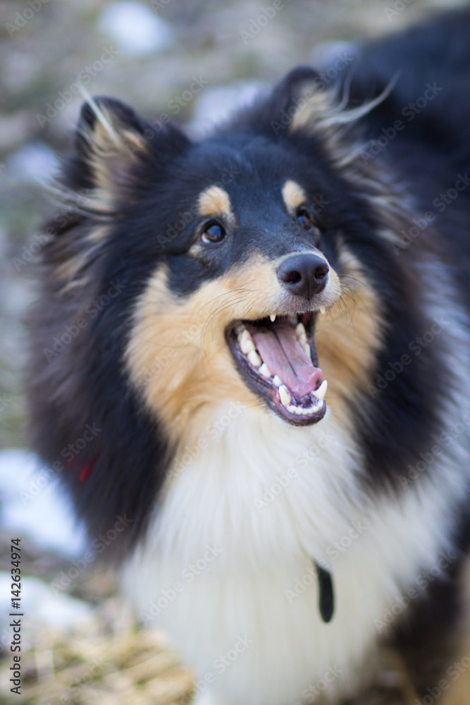 Smiling shetland sheepdog puppy dog Smiling shetland sheepdog puppy dog
