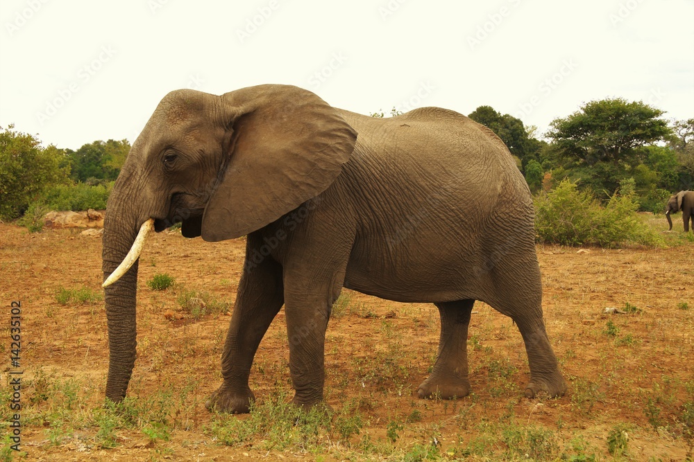 Fototapeta premium Elefante africano