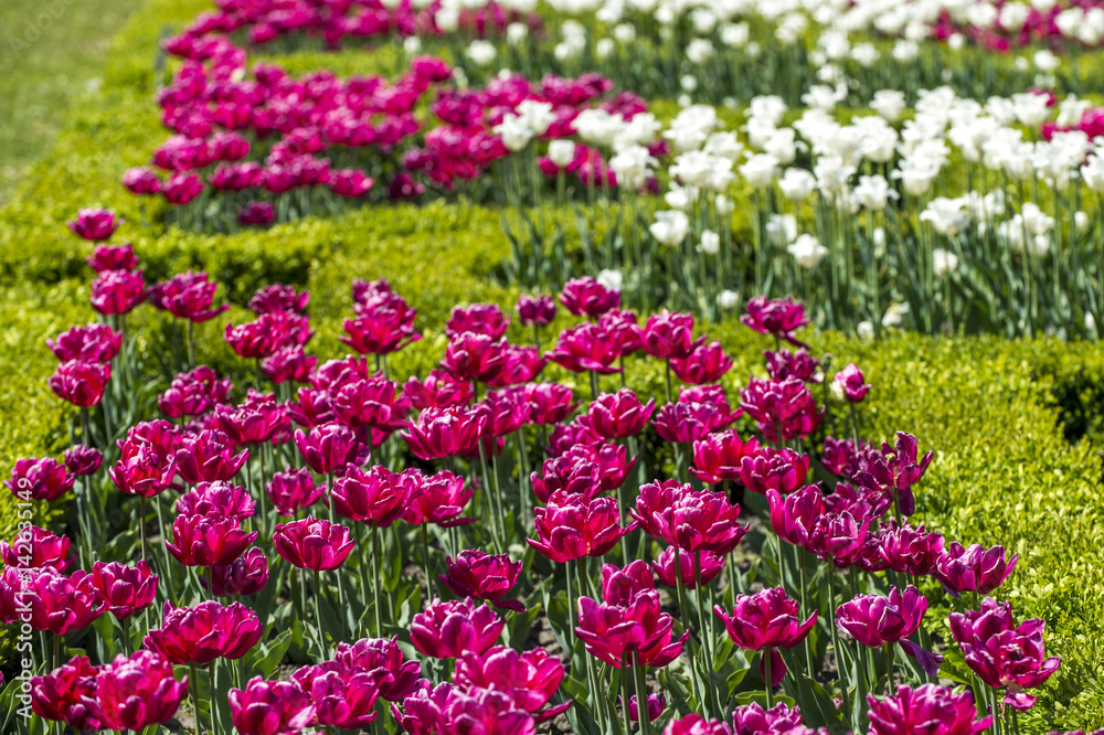 blooming red and white tulips