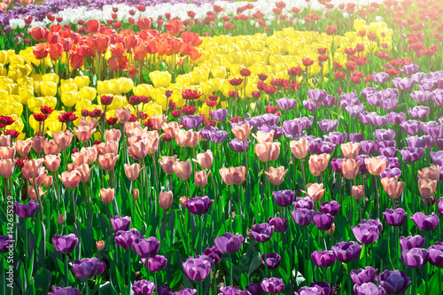 Tulips blooming flowers field  green grass lawn in beautiful spring garden. In the backlight warm sunbeam light. Springtime concept.