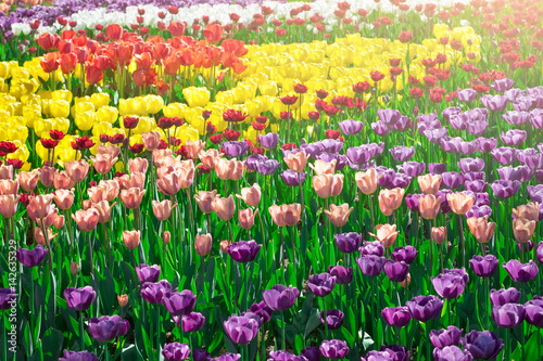 Wallpaper Mural Tulips blooming flowers field, green grass lawn in beautiful spring garden. In the backlight warm sunbeam light. Springtime concept. Torontodigital.ca