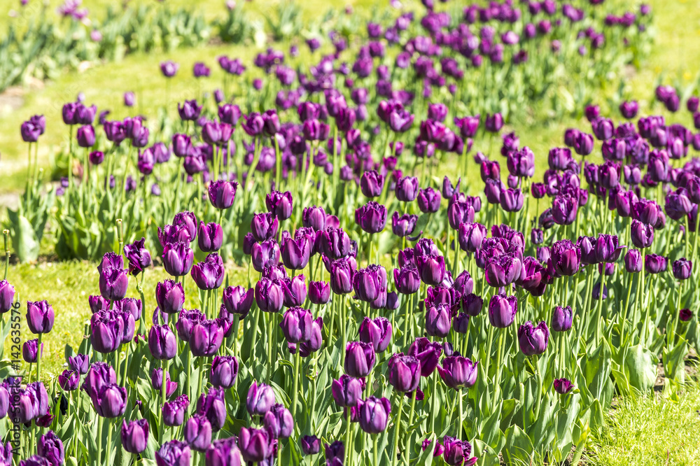 many flowering violet tulips on the flowerbed many flowering violet tulips on the flowerbed