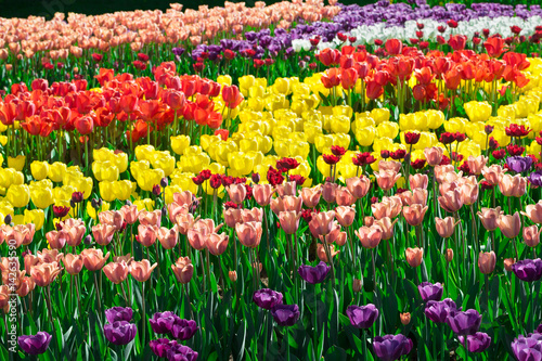 Wallpaper Mural Tulips blooming flowers field, green grass lawn in beautiful spr Torontodigital.ca