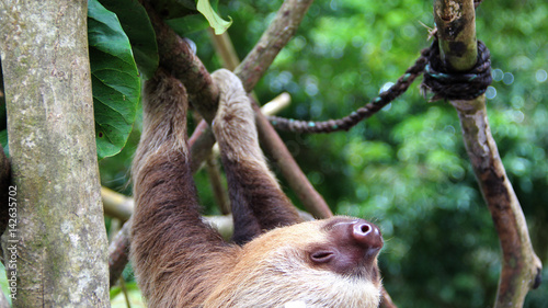 oso perezoso bebe colgando de arbol dormido feliz animales exoticos en extinsion photo