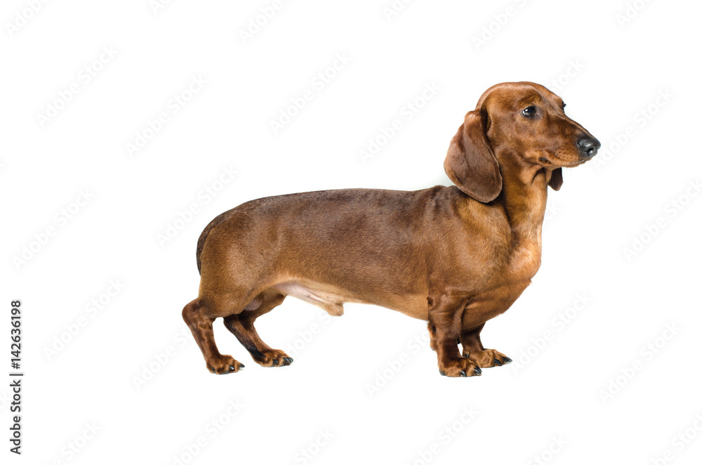 short red Dachshund Dog, hunting dog, isolated over white background