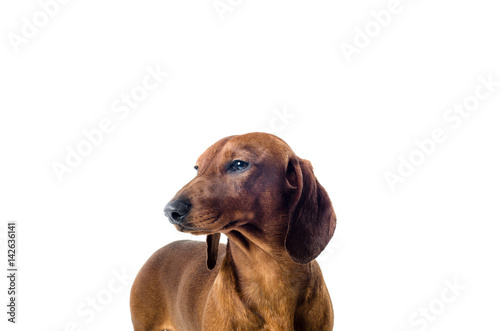 short red Dachshund Dog, hunting dog, isolated over white background © Sergey