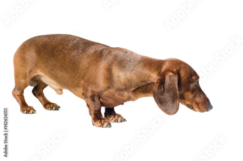 short red Dachshund Dog  hunting dog  isolated over white background