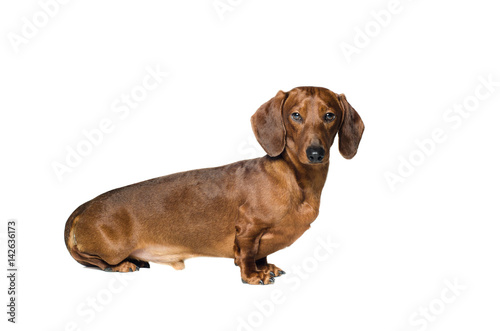 short red Dachshund Dog  hunting dog  isolated over white background