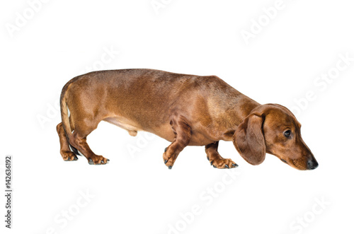 short red Dachshund Dog  hunting dog  isolated over white background