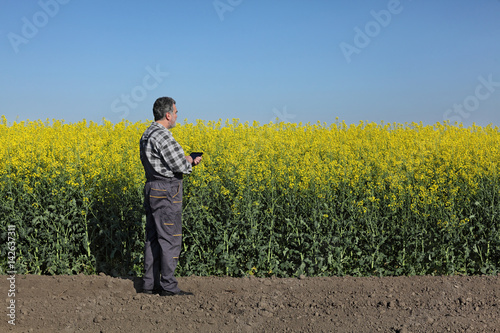 Agronomist or farmer examine blooming canola field, rapeseed plant, using tablet
