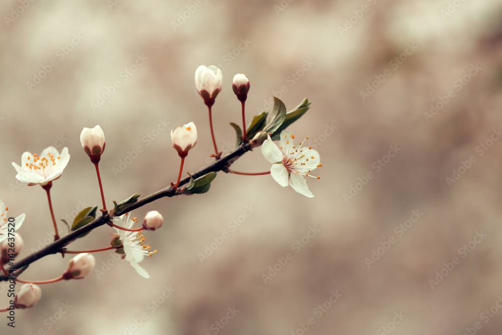 White sakura flower blossoming as natural background on blurred backdrop White sakura flower blossoming as natural background on blurred backdrop