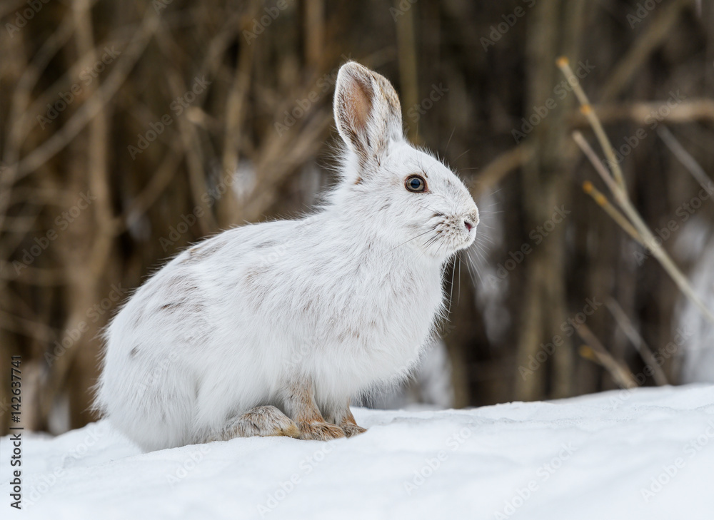 Fototapeta premium White Snowshoe Hare Portrait in Early Spring