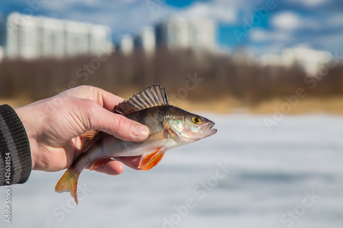 Fototapeta Naklejka Na Ścianę i Meble -  perch fish in hand fisherman