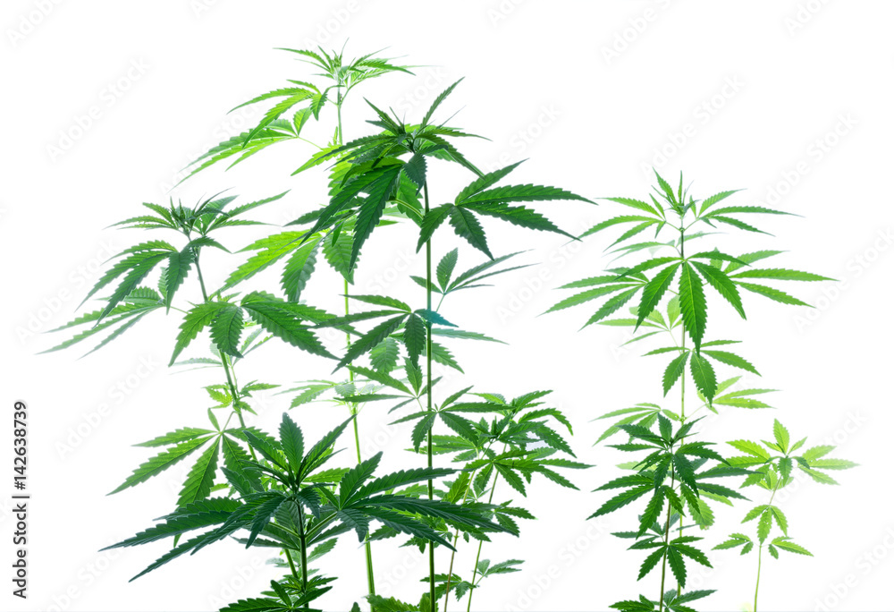 Bush marijuana isolated on white background. Wild plant. Bush marijuana isolated on white background. Wild plant.
