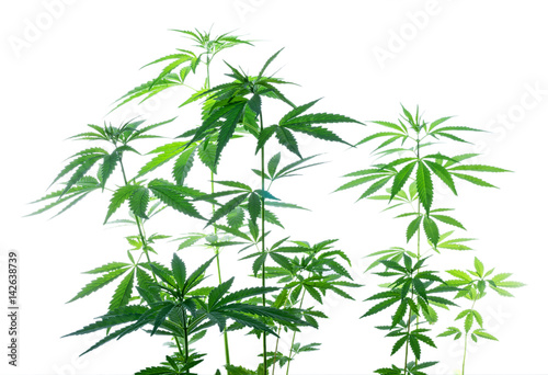 Bush marijuana isolated on white background. Wild plant.