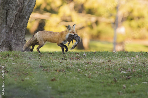 Female red fox with prey