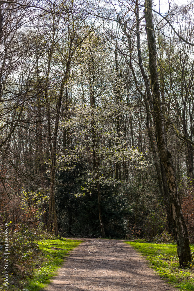 Naklejka premium White blossomed tree in a forest setting with a path