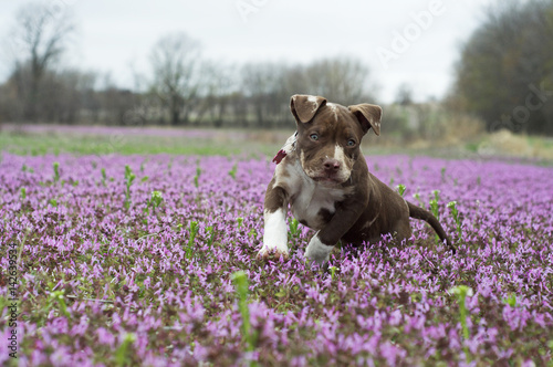 Leucadia frolicking though the flower field photo