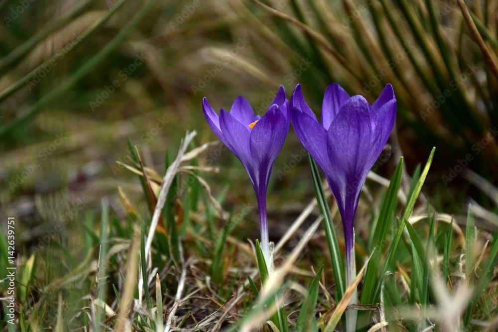 Krokusy Krokusy