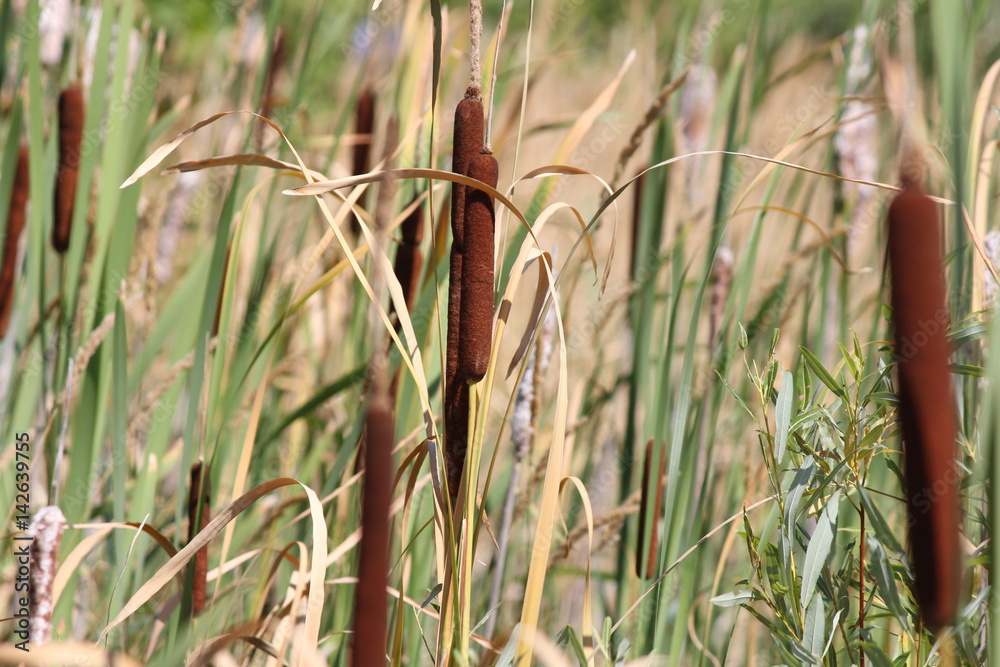 Fototapeta premium Cattails grow in dense stands. Like most colonial plants, they arise from stems, growing in the mud topped with brown cigar shaped flower heads