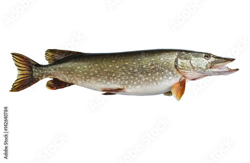 Isolated pike, a kind of river fish from the side.