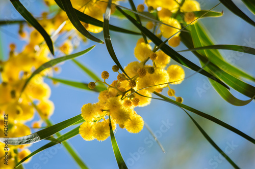 Blossoming of mimosa tree (Acacia pycnantha,  golden wattle) close up in spring, bright yellow flowers, coojong, golden wreath wattle, orange wattle, blue-leafed wattle, acacia saligna