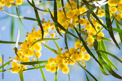 Blossoming of mimosa tree (Acacia pycnantha,  golden wattle) close up in spring, bright yellow flowers, coojong, golden wreath wattle, orange wattle, blue-leafed wattle, acacia saligna
