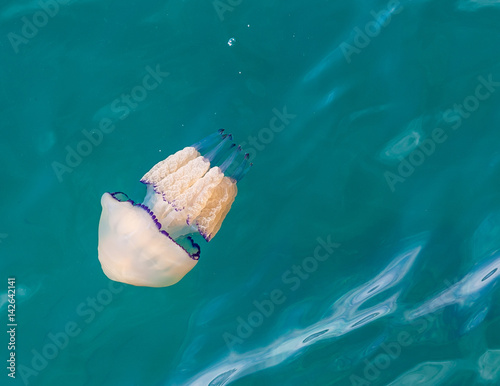 big white Jellyfish / Medusa (in latin called Rhizostoma pulmo) in the Mediterranean sea photo