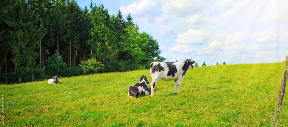 Naklejka premium Summer landscape with green grass and cow.