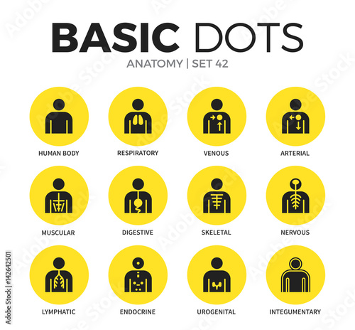 Anatomy flat icons vector set
