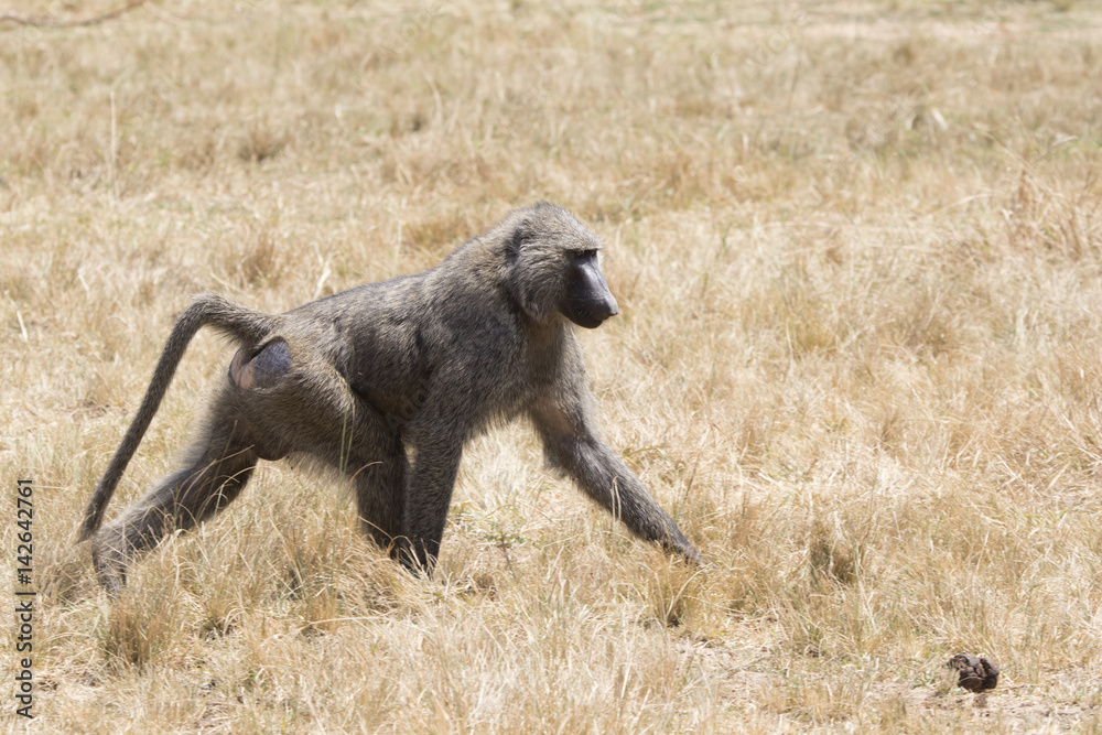 Fototapeta premium Male anubis baboon walking among dry grass on savanna in dry season