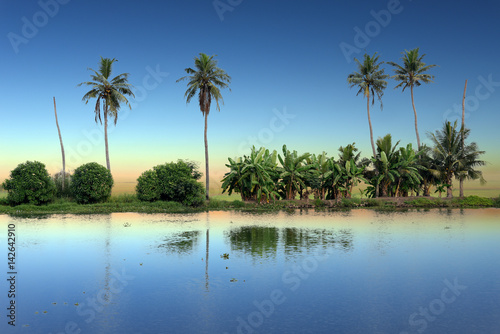 panoramic view with Coconut trees, backwaters landscape of Alleppey, Kerala, India © hnphotography