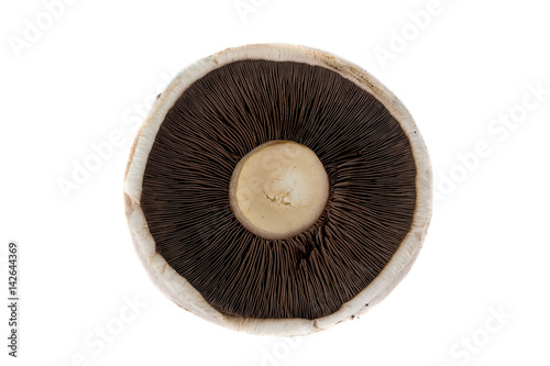 Flat Mushroom