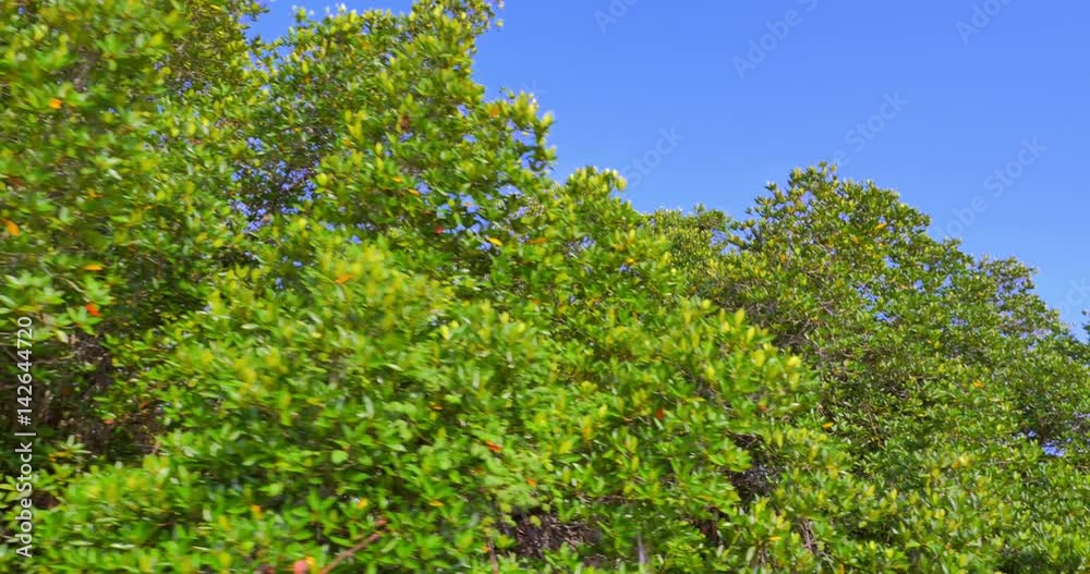 Mangrove forest green tree tops with vivid green foliage leaves and blue summer sky. Nature adventure in tropics natural landscape Mangrove forest green tree tops with vivid green foliage leaves and blue summer sky. Nature adventure in tropics natural landscape