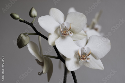Retro white orchids