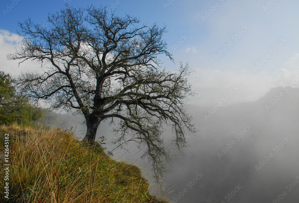 Oak in the Waterfall of Gujuli in Alava Oak in the Waterfall of Gujuli in Alava